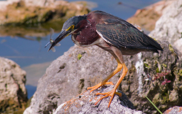 Green Heron holding a dragonfly while perched on shoreline rocks.