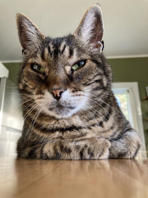 Closeup of a tabby cat on a light wood table. His front paws are tucked into his chest. The photo is taken from slightly below eye level. He's facing the camera but looking past it, striking a noble pose.