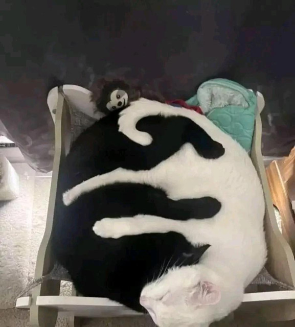 a black cat and a white cattle facing each other and embracing with all of their legs and tails