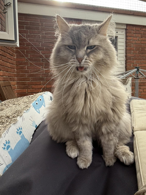 Closeup of a grey Siberian cat (Knold) sitting with his front towards the camera. He's sitting on a black bean bag on the catio with a red brick wall in the background. He is in the early stages of a yawn, mouth slightly open and the tongue out. His long white whiskers are pointing in all directions, and are especially visible as they are backlit by the sun.