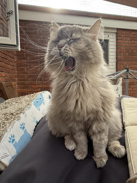 Closeup of a grey Siberian cat (Knold) sitting with his front towards the camera. He's sitting on a black bean bag on the catio with a red brick wall in the background. This is second stage of a yawn, mouth wide open and eyes closed. His long white whiskers are pointing in all directions, and are especially visible as they are backlit by the sun.