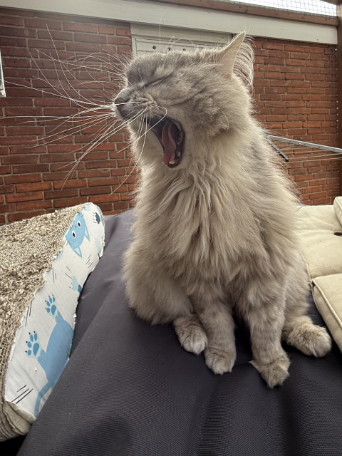 Closeup of a grey Siberian cat (Knold) sitting with his front towards the camera. He's sitting on a black bean bag on the catio with a red brick wall in the background. This is the yawn boss level - mouth wide open, eyes closed, and head turned to the side. His long white whiskers are pointing in all directions, and are especially visible as they are backlit by the sun.