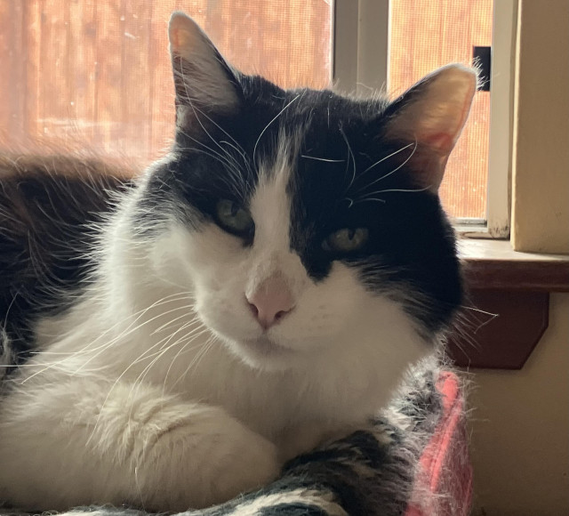 The face of a medium-hair tuxedo cat, with his white whiskers on one side of his face on full display, while the lighting makes it hard to see the ones on the other side. He's on a cat mat in front of a window. 