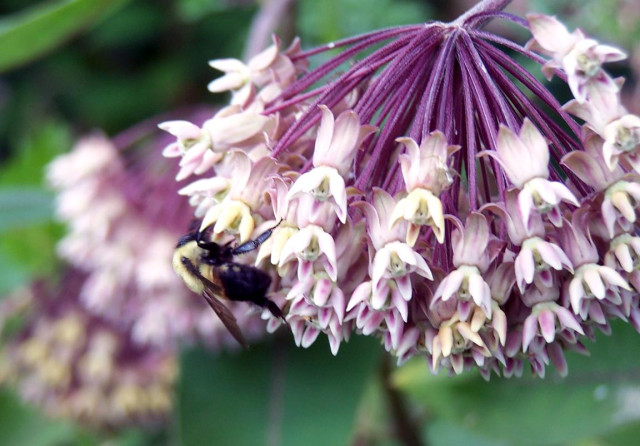 Mauve and very light pink blossom head of milkweed with a bumblebee gathering nectar.