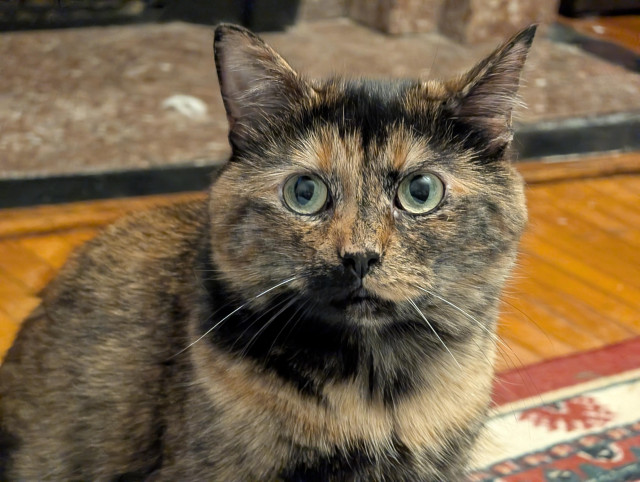 Soot, a tortie, looking guilty