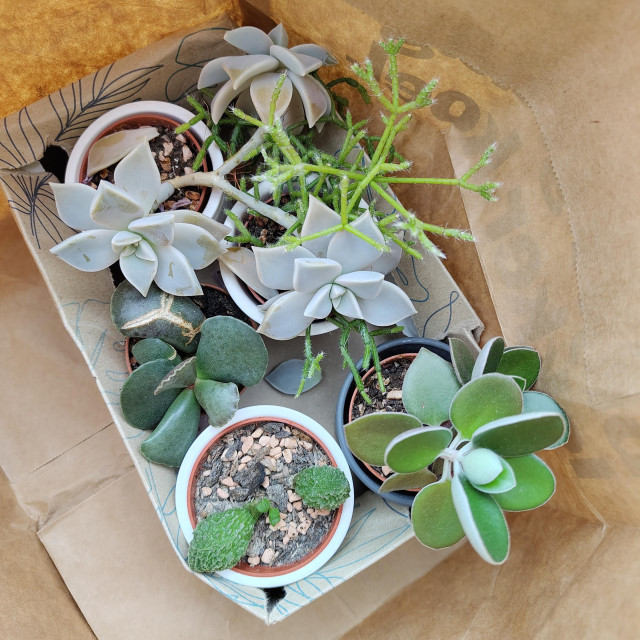 Five succulents in small pots in a paper bag. 