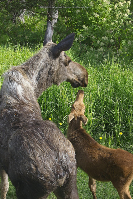 A vertical shot looking down at a grey colored mama moose getting a kiss from her cinnamon colored baby below our bedroom window.  The rest of the picture is filled with bright green foliage and a few bright yellow dandelions.