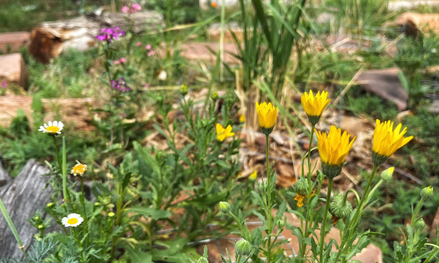 A rock garden filled with large pieces of red sandstone and large, weathered gray pieces of wood scattered across the ground, tall green ornamental grasses in between, and some pink, yellow, and white annual wildflowers plus their greenery blooming here and there throughout the space on a cloudy afternoon.