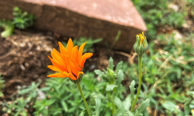 Closeup of a partially blooming, orange calendula flower with daisy-like petals plus an unopened bud next to it in a rock garden, with other greenery and the edge of a large sandstone block blurred in the background.