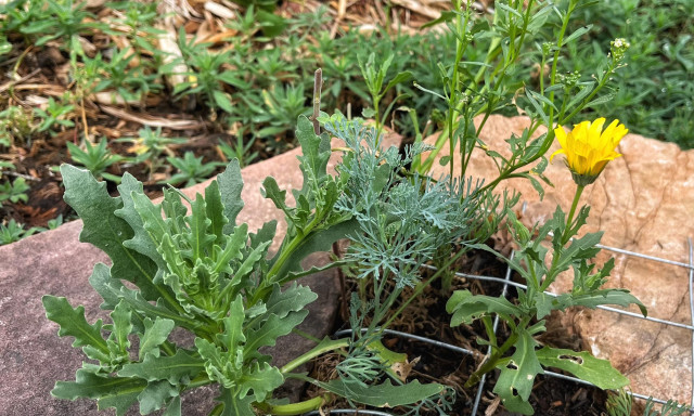 A mixture of different annual wildflowers growing in a small soil space between pieces of red sandstone rock angled next to each other. The plants have different shades and textures of green leaves, and one is blooming with a yellow, daisy-like flower.