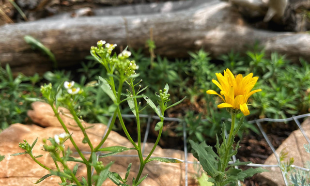 Another small corner of the rock garden, with a yellow daisy-like flower in bloom next to another annual with very tiny white flowers on thin, branching green stems, with pieces of red sandstone rock, weathered gray wood, soil and mulch, plus other greenery blurred in the background.