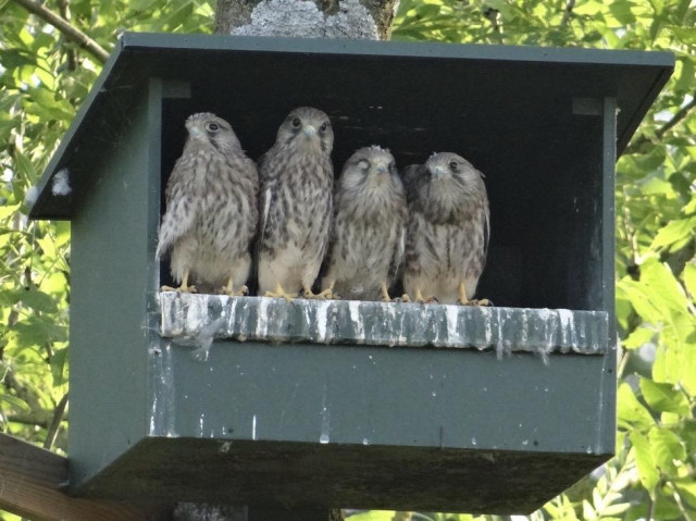 Nestkast met vier grote Torenvalken jongen, zittend op de rand van de nestkast, loerend naar buiten.