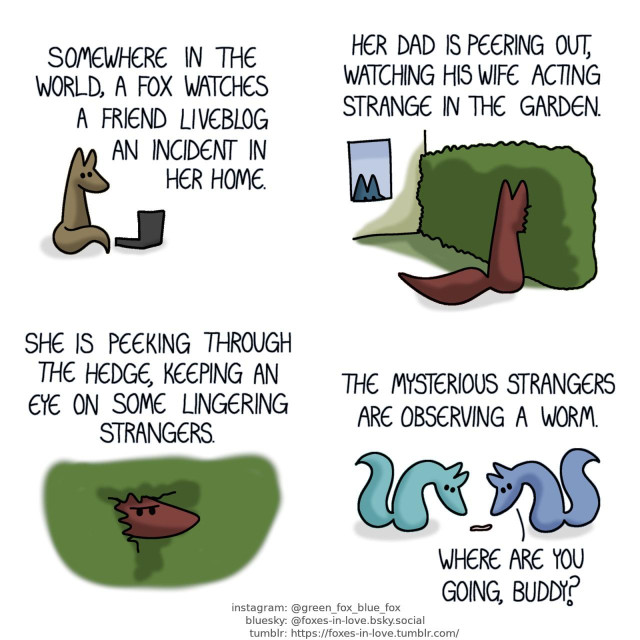 A comic of several multicolour foxes. In this one, we begin with a greyish-brown fox sitting in front of a laptop. Narrator: Somewhere in the world, a fox watches a friend narrating an incident in her home.  Next we see a scene of the online friend fox's family yard, with one fox stealthily peering out of a window at another fox, who has pushed her entire face into a garden hedge. Narrmator: Her dad is peering out, watching his wife acting strange in the garden.  Then we get a view of the fox looking through the bushes, her face peeking out on the other side. She is frowning in suspicious curiosity. Narrator: She is peeking through the hedge, keeping an eye on some lingering strangers.  Finally, we see Blue and Green, hunched over, keenly studying a worm on the ground. Narrator: The mysterious strangers are observing a worm. Blue: Where are you going, buddy?