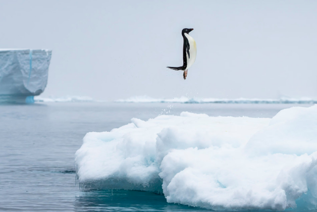 An Adélie penguin is captured mid-air, frozen in a perfectly vertical leap high above a floating ice floe in icy Antarctic waters. The penguin's body is upright, wings slightly pinned to its sides, with a spray of water droplets trailing beneath its feet. In the background, calm grey-blue ocean water stretches toward a foggy horizon with a massive, pale blue iceberg towering in the distance.
