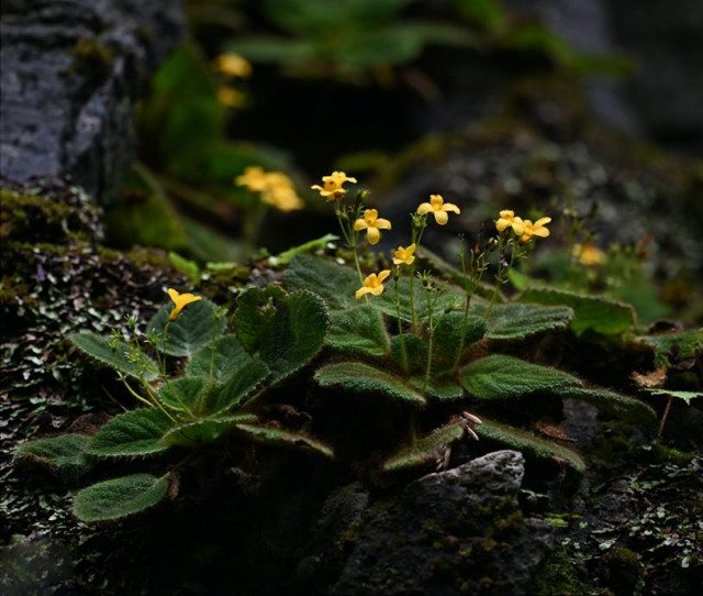 Oreocharis fulvovillosa, plant habit in natural habitat.