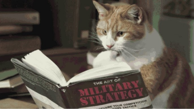cat reading a book called Military Strategy. 