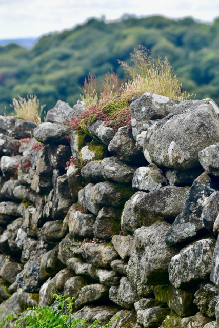 A stone wall with a camouflaged young wheatear on.