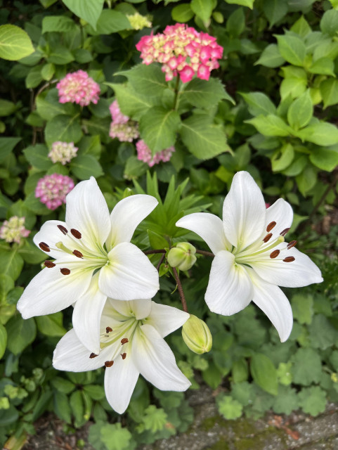 Three fully opened white lilies in front of pink hydrangea.