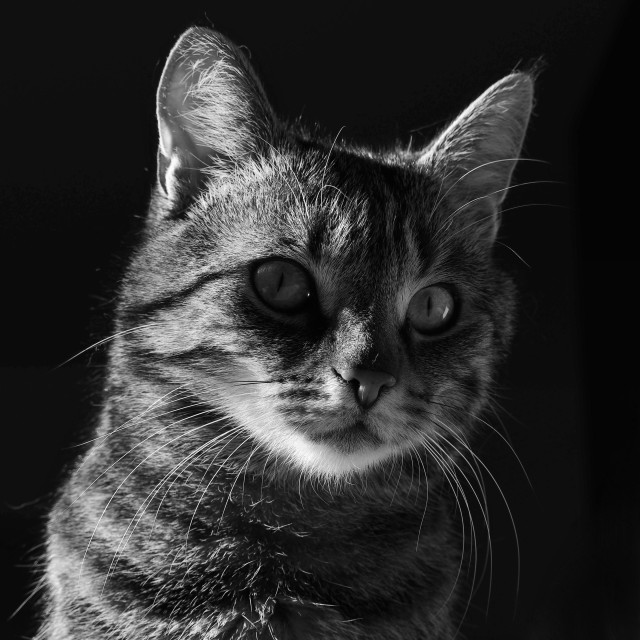 eine schwarz-weiß-nahaufnahme einer getigerten katze, die mit wachem blick leicht an der kamera vorbeischaut. das licht fällt von links auf ihr fell, wodurch die konturen ihrer ohren und ihres kopfes hell aufleuchten und sich stark vom tiefschwarzen hintergrund abheben. ihre markanten schnurrhaare und die feinen musterungen im gesicht sind durch den hohen kontrast besonders detailliert zu erkennen.