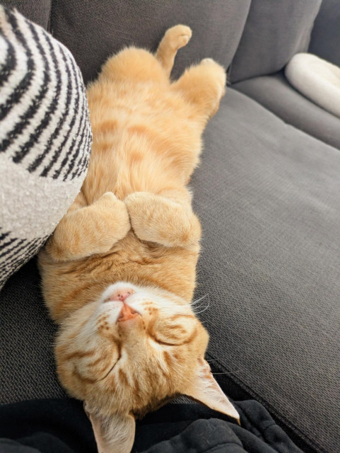 Ein roter Kater liegt auf den Rücken gedreht auf einer Couch und hat die Vorderpfoten angezogen.