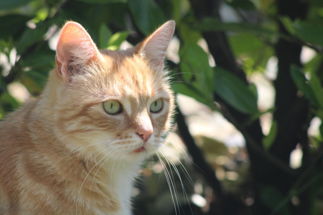 Washy the cat in the garden