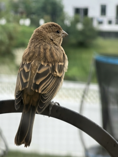 A tiny house finch sitting on a metal rod that holds up the bird feeder