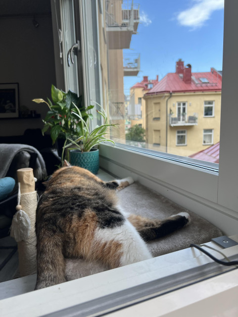 Katt ligger utsträckt på kattbräda i fönstret och slappar i värmen.