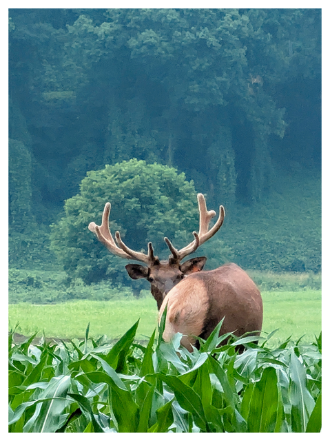 a large elk with velvet antlers stands in a green field, partially hidden by corn plants. elk looks back over his shoulder. in the background, there are dense, tree-covered hills and a prominent round tree. 