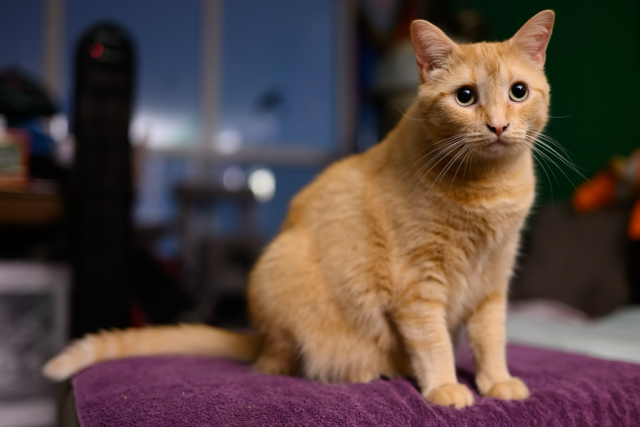 A ginger cat looks plaintively and expectantly for adventure. 