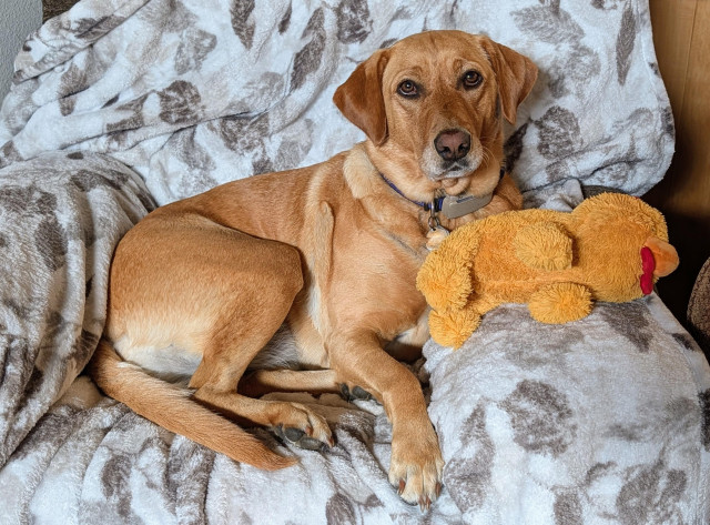 Summer is relaxing in the recliner that used to be mine. She brought her yellow stuffed chicken along to share the chair. This spot is perfect for keeping an eye on her pal in the matching chair across the room. 