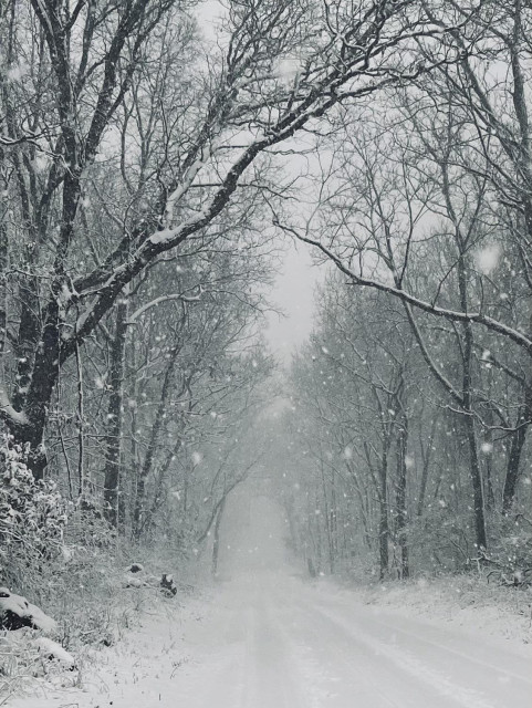 A view down a forest road during a snow storm. The ground is deep with snow and all tree branches have snow resting on them. It is snowing so hard that white specks crowd the screen. Not from today😊.