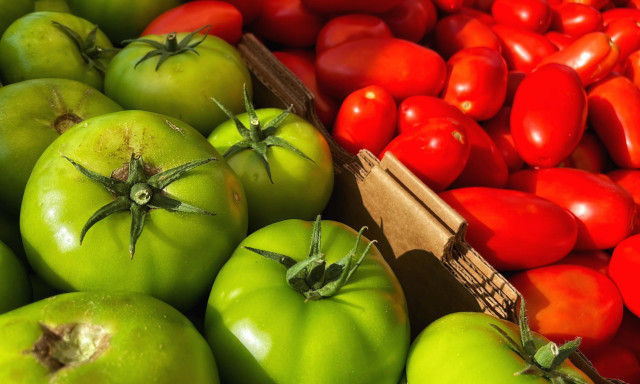 A display of tomatoes in the morning sun at the local farmers market — large green tomatoes with their green, star-shaped stems on the left and smaller, vibrantly red plum tomatoes on the right.