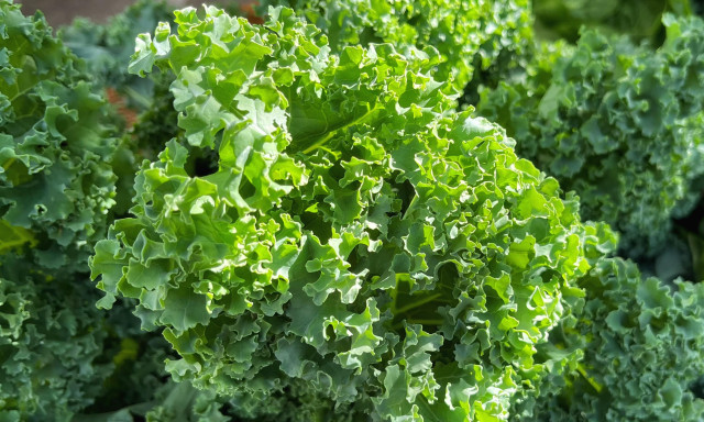 A display of ruffled-leaf, curly green kale in the morning sun at the local farmers market.