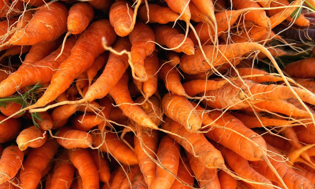 Carrots, carrots, and more carrots — bright orange, and piled high — with their thin root ends facing outward at the local farmers market.