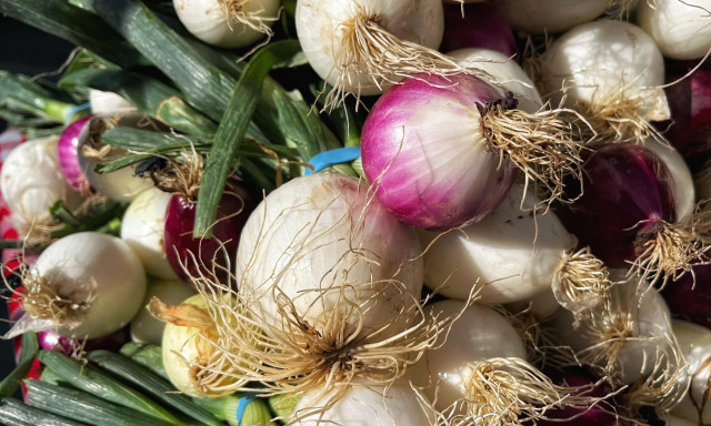 A mix of spring onions, both white and purple, with green tops and frilly roots, in a table display at the local farmers market.