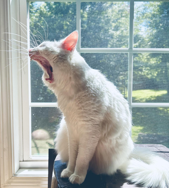 Side view of Blume with her mouth open in a huge yawn