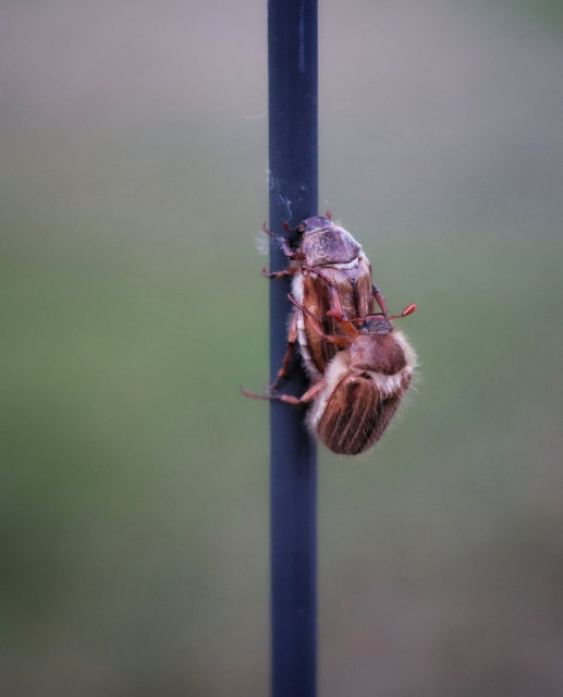Two June beetles (Amphimallon solstitiale) mating on a vertical dark fence pole in a natural outdoor setting. The upper beetle has a brown, textured shell with lighter markings, and red-brown legs and antennae. The lower beetle, positioned beneath the first, displays similar colouring and features. The blurred green background suggests surrounding foliage. The beetles’ hard elytra have a slightly shiny appearance under the natural light, and their segmented bodies show fine hairs on the undersides.