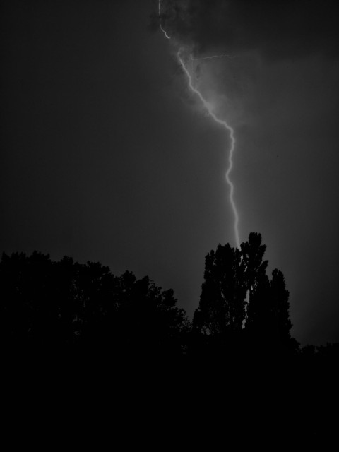 A black and white photo of lightning striking down behind a group of dark trees.