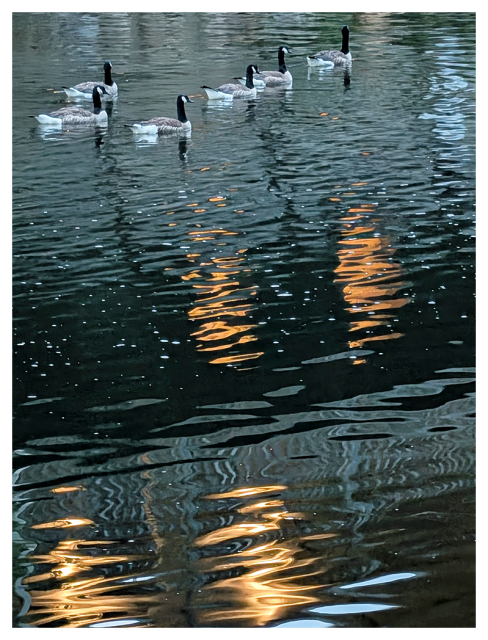 six Canada geese swim on a calm, rippling body of water at dusk. warm yellow-orange lights reflect on the water’s surface, 