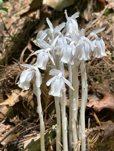Monotropa uniflora, a waxy white herbaceous, parasitic, non-photosynthesizing, perennial flowering plant