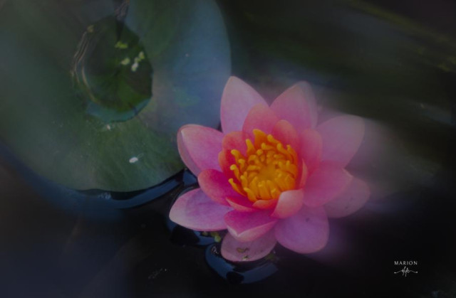 Es ist eine pinkrosarote, geöffnete Seerose zu sehen mit orangenem Blütenkelch. Das dahinterliegende Seerosenblatt hat einen dicken Wassertropfen darauf. Das Teichwasser und das Seerosenblatt sind dunkel gehalten, die Seerose leuchtet. Das Bild  hat einen zarten Schleier das das ganze verträumt und zart aussehen lässt.