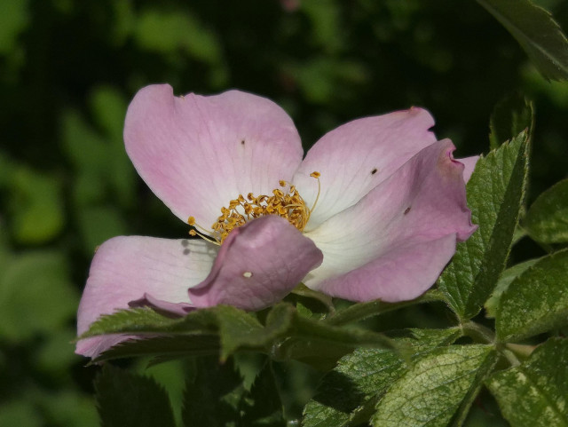 The pale pink flower of the dog rose