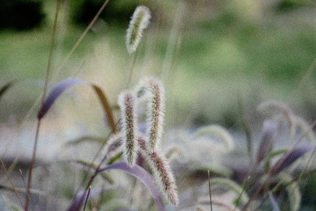 Tall Foxtail grass is seen in this soft and moody image taken in the early evening.
