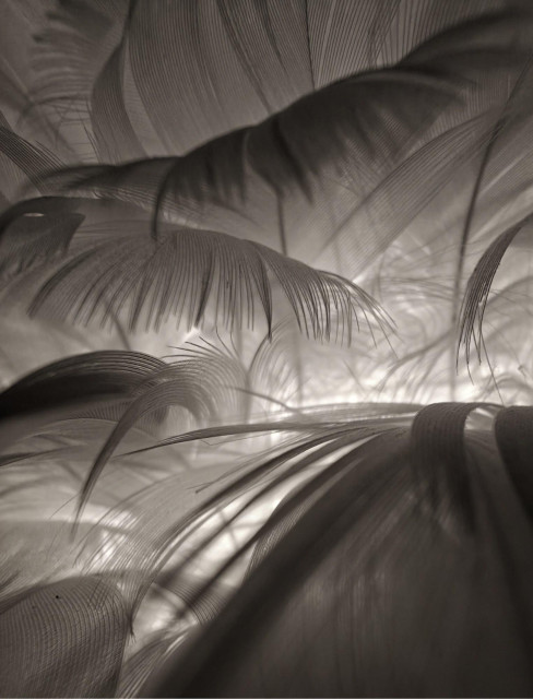 A close-up photo of white feathers in soft black-and-white tones as if a macro photos was taking from within a down pillow.