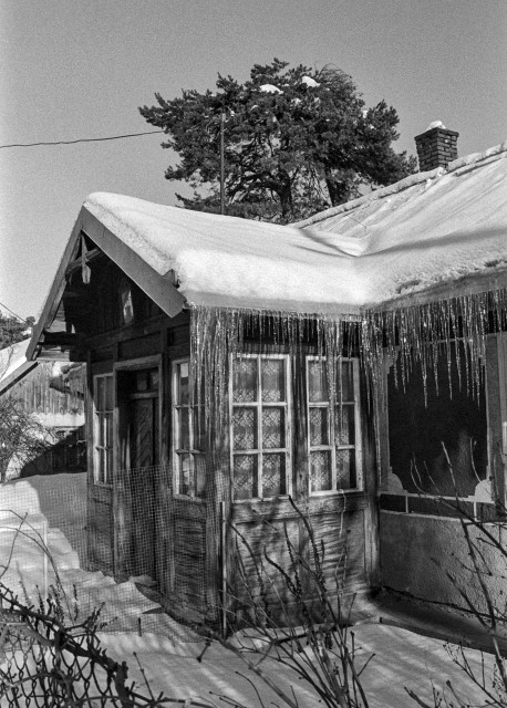 Black-and-white film photograph of a weathered wooden rural cottage in winter. The low-slung building is heavily laden with snow on its pitched roof, with a dense row of icicles hanging from the eaves. A large window with lace curtains faces the viewer; the wooden cladding is aged and warped. Bare shrubs and a wire mesh fence occupy the foreground. Behind the roofline, a snow-dusted pine tree rises against a pale, featureless winter sky. A brick chimney is visible at the far right. Shot on Kodak Tri-X film with visible grain; strong directional winter light casts sharp shadows across the facade.