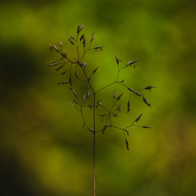 A close up square photograph of a single blade of grass. The grass is centered in the frame and has a straight stalk, ending in a multiply branched structure and the top with seeds at the end of each little branch, resembling the shape of a three.


The background is out of focus, blurred and consists of a multitude of overlapping soft patches of bright green, orange and a few darker spots.