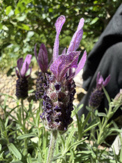 A close-up of a lavender plant with vibrant purple flowers. The image highlights the unique shape and texture of the petals, set against a blurred green background. (apparently AI doesn’t know what they’re called either) 
