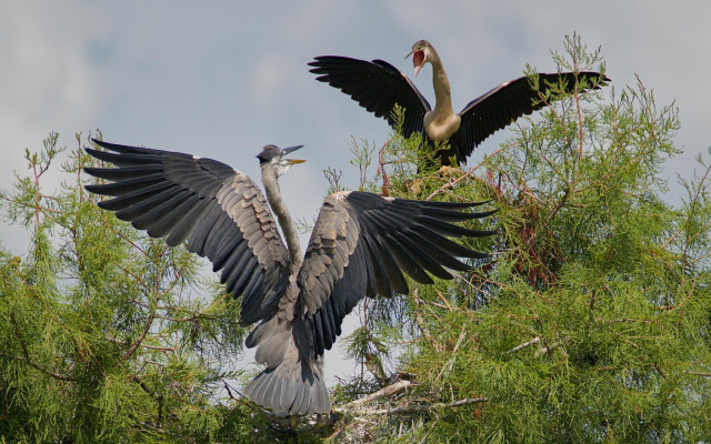 Great Blue Heron and Anhinga. Merritt Island National Wildlife Refuge, FL. 27 June 2026.