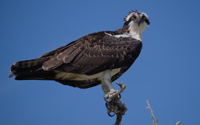 Osprey. Merritt Island National Wildlife Refuge, FL. 27 June 2026. 