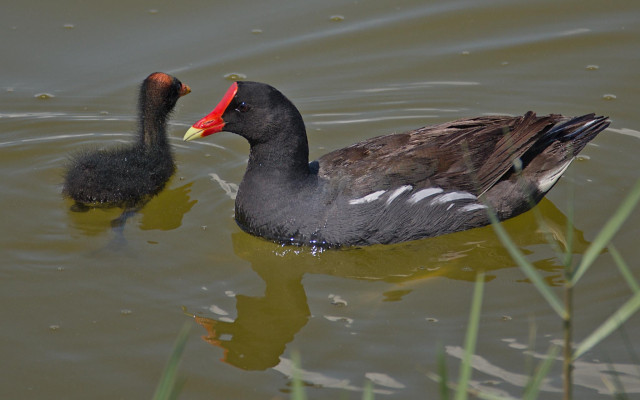 Gallinule family photo. Merritt Island National Wildlife Refuge, FL. 27 June 2026. 